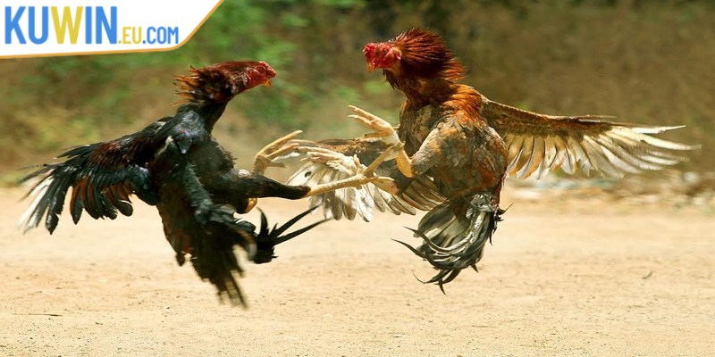 Đá gà Kuwin là một cách  cá cược trực tuyến