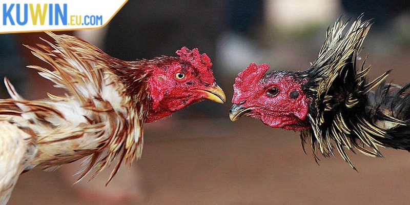Các hình thức đá gà Kuwin và luật chơi phổ biến nhất hiện nay