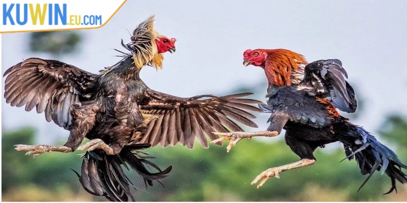 Đá gà chọi là một bộ môn truyền thống lâu đời khá hấp dẫn