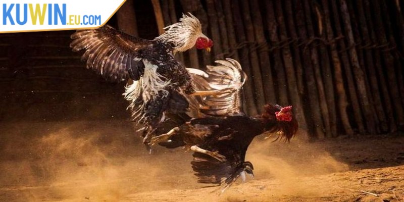 Quy định thắng thua trong các trận đá gà vô cùng đơn giản và dễ hiểu