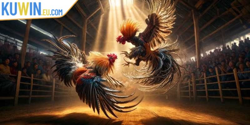 Các quy định cơ bản về đá gà cựa dao anh em cần biết