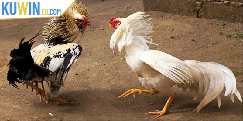 Quy định phân thắng thua trong chọi kê cựa sắt vô cùng dễ hiểu