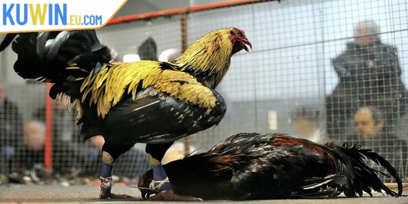 Cược BDD mang đến tỷ lệ trả thưởng cao cho anh em sư kê