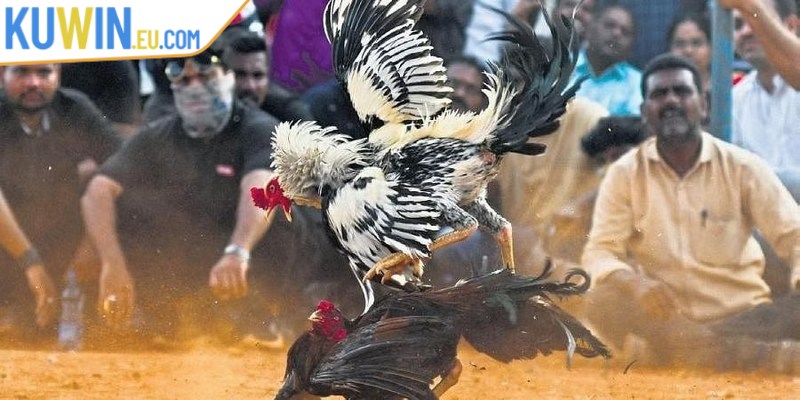 Đá gà cựa sắt là cách thức cá cược phổ biến nhất tại Thomo