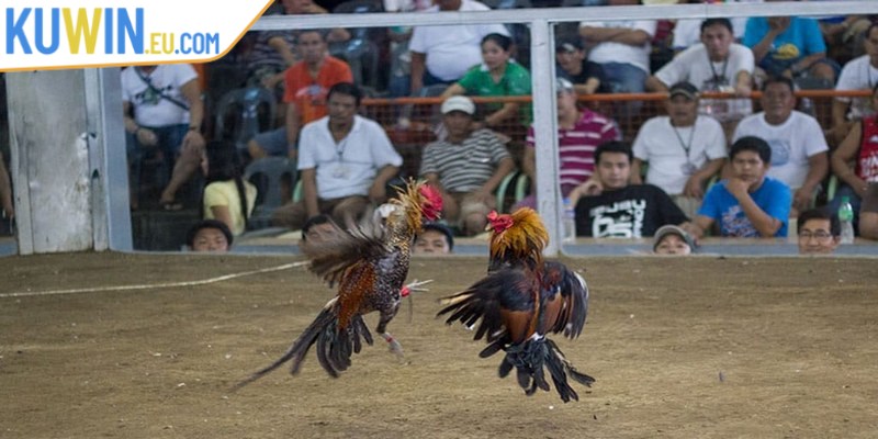 Những rủi ro và lưu ý khi tham gia đá gà trực tuyến Campuchia