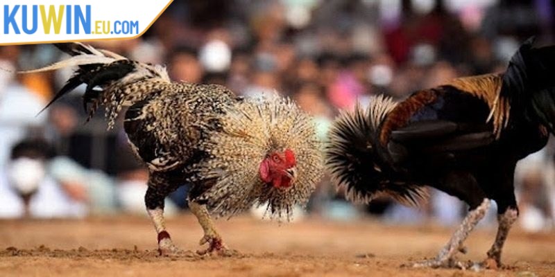 Trải nghiệm đá gà trường Thomo trực tuyến thú vị