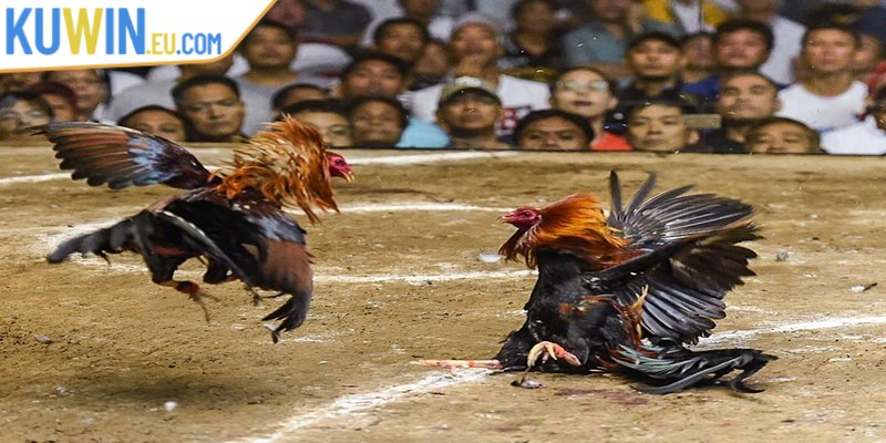 Quy trình tham gia đá gà trực tuyến tại Thomo