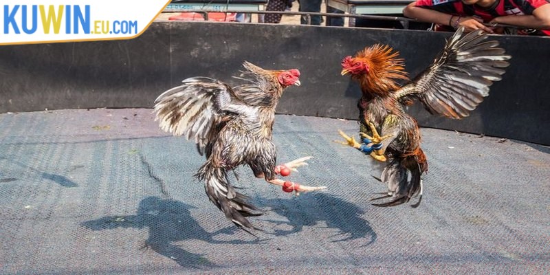 Lưu ý quan trọng khi tham gia đá gà trường Thomo